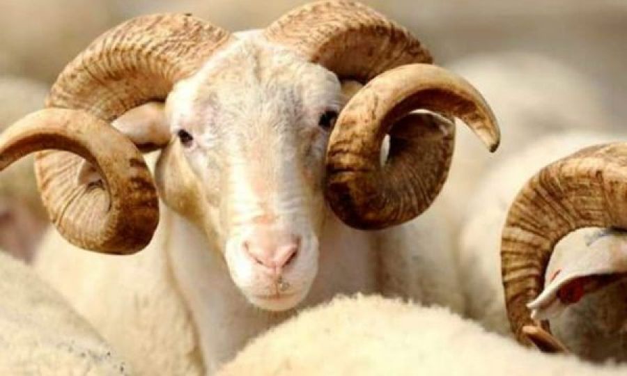 Kosova İslam Birliği Kurban Kampanyasını Başlattı Kosova İslam Birliği Kurban Kampanyasını Başlattı